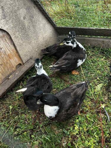 4 PUREBRED MALE BLACK BIBBED CALL DUCKS BIDS PER LFIE