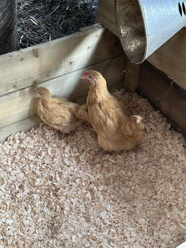PAIR OF 8WK BUFF ORPINGTONS BIDS PER LIFE