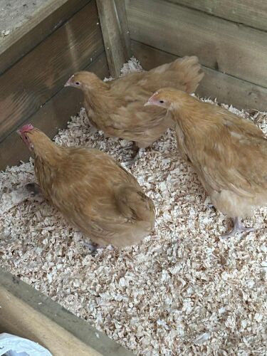 TRIO OF 12WK BUFF ORPINGTONS BIDS PER LIFE