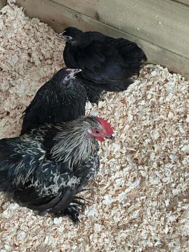 TRIO OF BLACK PEKINS BIDS PER LIFE