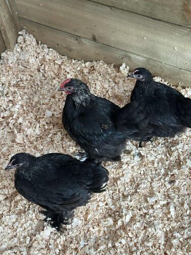 TRIO OF BLACK PEKINS BIDS PER LIFE