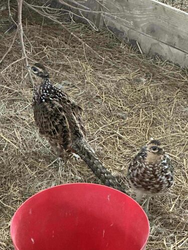 2 REEVES HENS BIDS PER LIFE