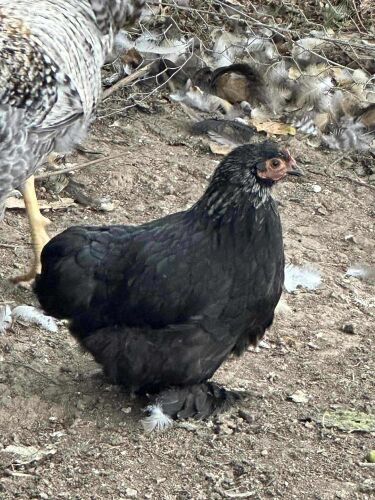 TRIO OF PEKINS BIDS PER LIFE