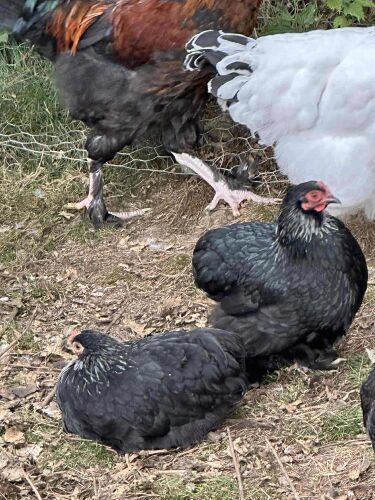 TRIO OF PEKINS BIDS PER LIFE