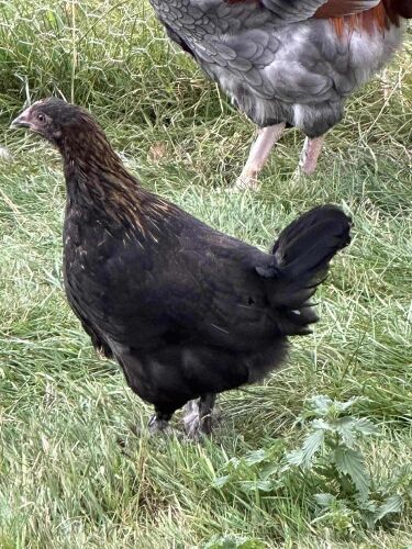 TRIO OF COPPER BLACK MARANS BIDS PER LIFE