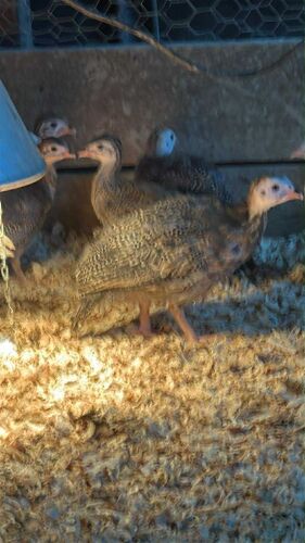 5 X 8WK GUINEAFOWL BIDS PER LIFE