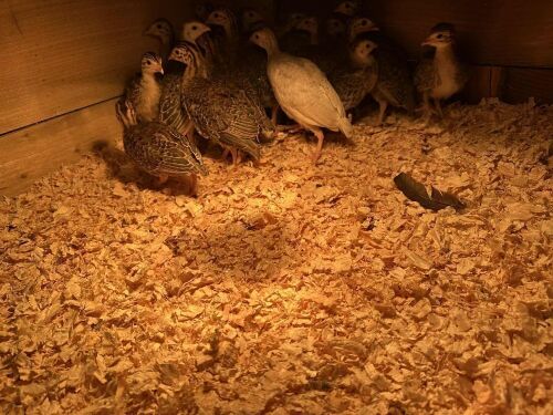 5 X 4WK GUINEAFOWL BIDS FOR THE GROUP