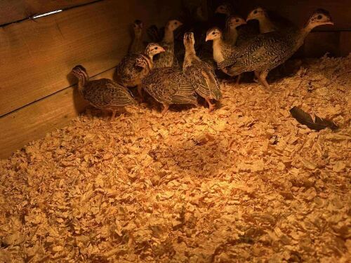 5 X 4WK GUINEAFOWL BIDS FOR THE GROUP