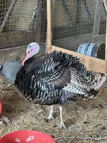 TRIO OF TURKEYS BIDS PER LIFE