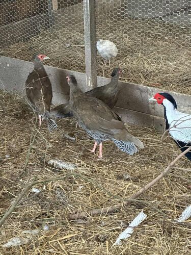 2 SILVER PHEASANT HENS BIDS PER LIFE