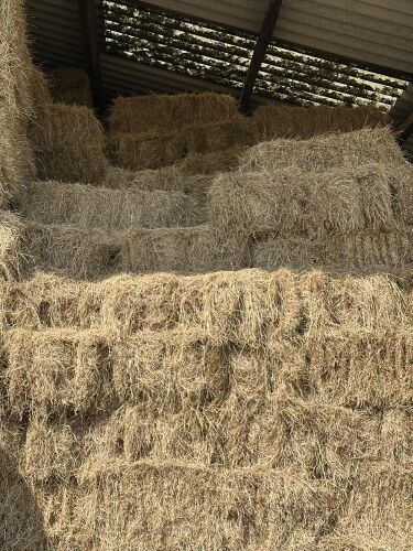 50 CONVENTIONAL BALES OF 2025 HAY BIDS FOR THE GROUP