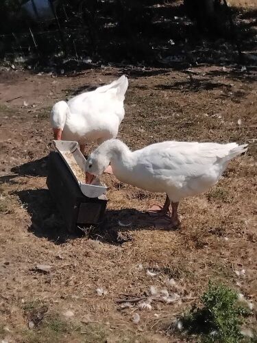 A PAIR OF EMDON DOMESTIC GEESE BIDS PER LIFE