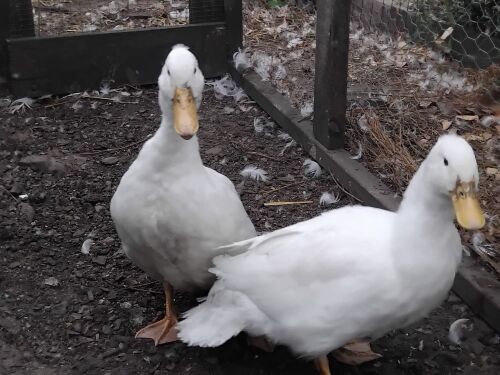 PAIR OF WHITE CRESTED DUCKS BIDS PER LIFE