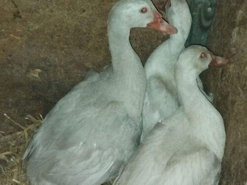 TRIO OF PORCELAIN MUSCOVY DUCKS BIDS PER LIFE