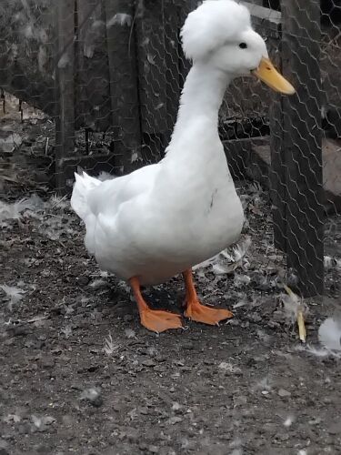 1 WHITE CREATED DRAKE