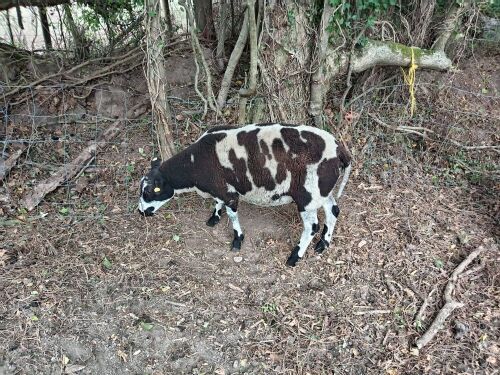 DUTCH SPOTTED 2T RAM
