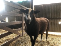 ZWARBTLE 2T RAM - 2