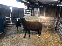 ZWARBTLE 2T RAM - 3