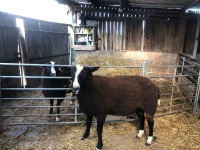 ZWARBTLE 2T RAM - 4