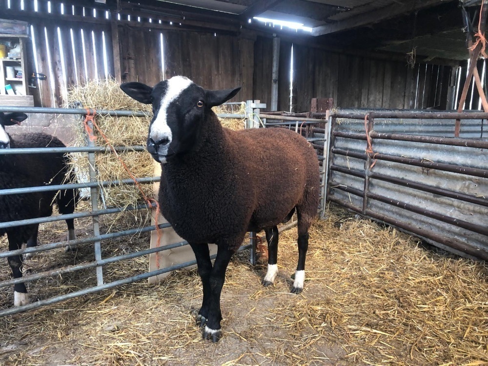 ZWARBTLE 2T RAM