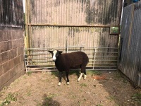 ZWARBTLE 2T RAM - 2