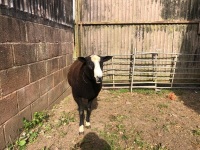 ZWARBTLE 2T RAM - 3