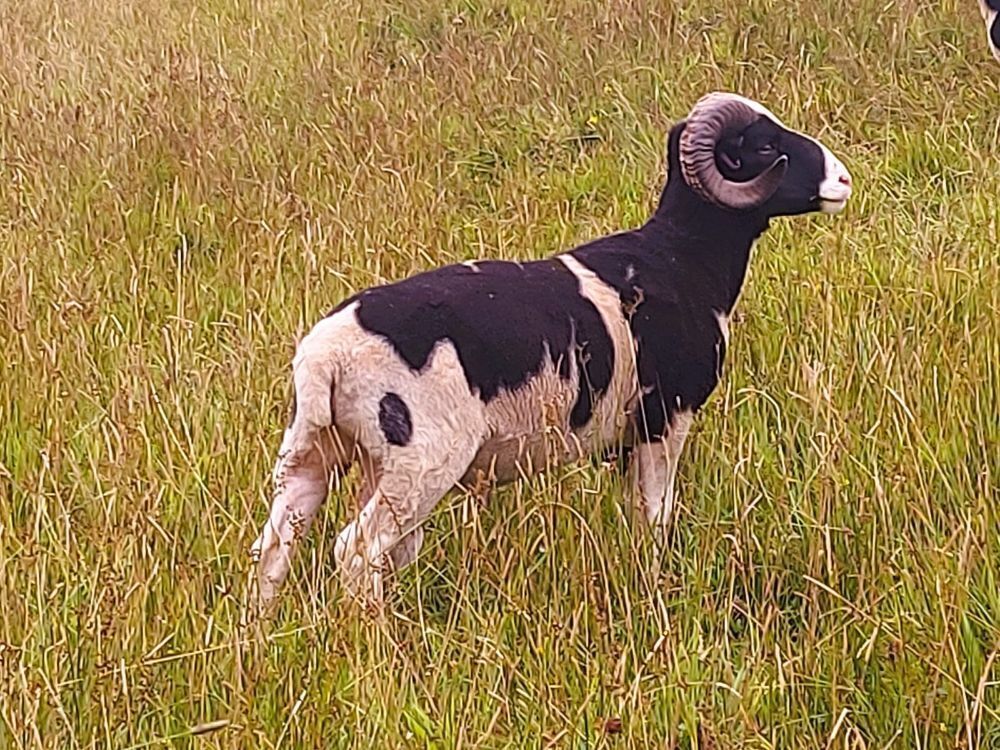 JACOB SHEARLING TUP