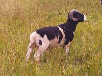 JACOB SHEARLING TUP