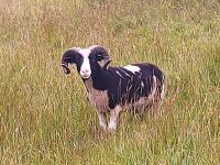 JACOB SHEARLING TUP - 2