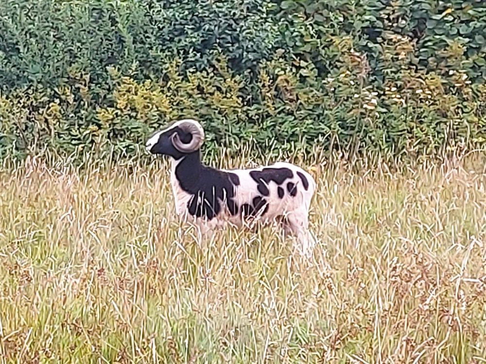 JACOB SHEARLING TUP