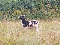 JACOB SHEARLING TUP
