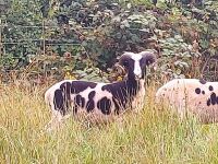 JACOB SHEARLING TUP - 2