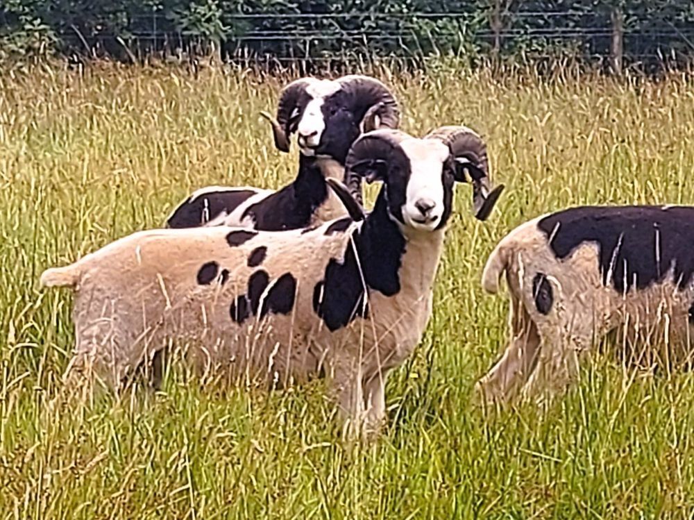 JACOB SHEARLING TUP