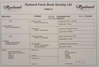 4 PEDIGREE RYELAND EWE LAMBS BIDS PER LIFE - 8