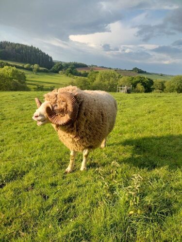 DORSET HORN TEASER RAM