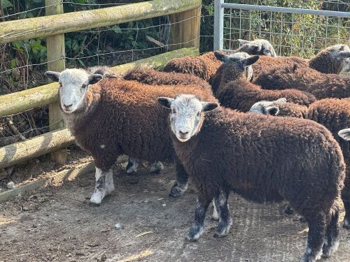 5 HERDWICK EWE LAMBS BIDS PER LIFE