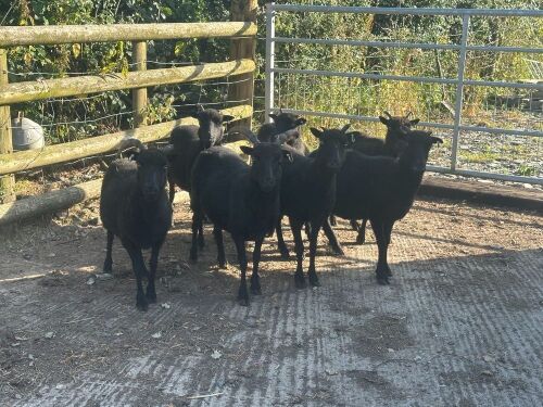 7 HEBRIDEAN FULL & BROKEN MOUTH EWES BIDS PER LIFE