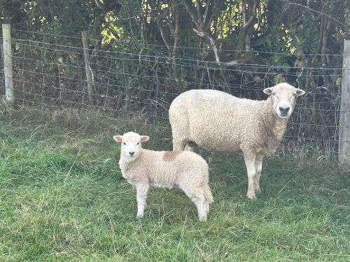DARTMOOR EWE & EWE LAMB AT FOOT BIDS FOR THE GROUP