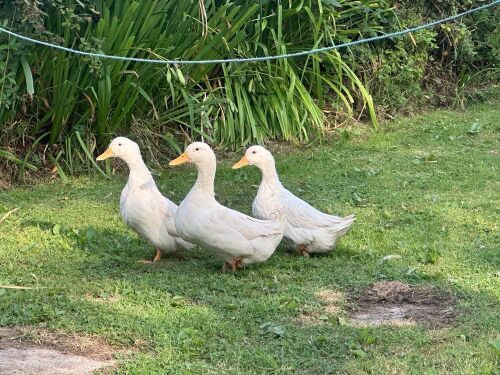 TRIO OF CHERRY VALLEY DUCKS BIDS PER LIFE