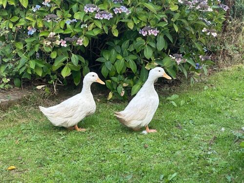 3 FEMALE CHERRY VALLEY DUCKS BIDS PER LIFE