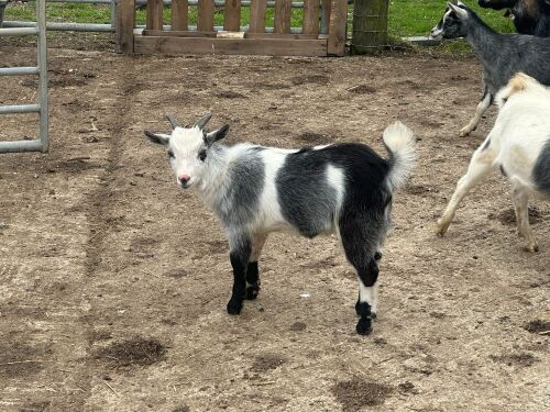 PYGMY BILLY GOAT KID