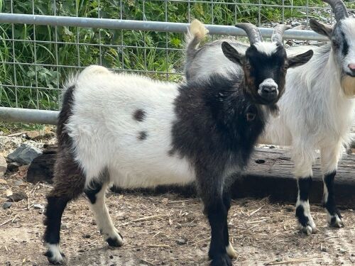 PYGMY BILLY GOAT