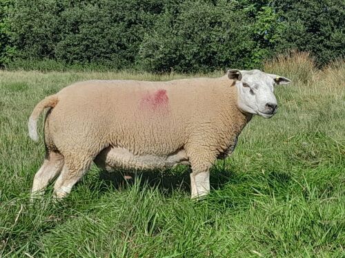 BELTEX X BLUE TEXEL RAM LAMB