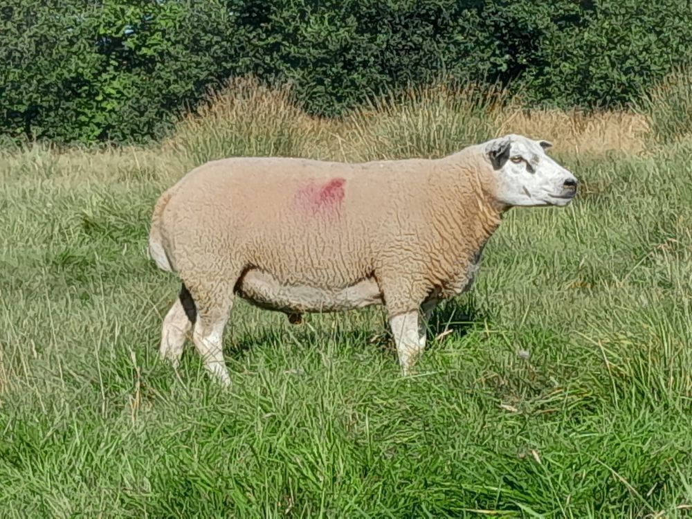 BELTEX X BLUE TEXEL RAM LAMB
