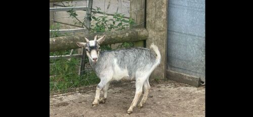 PYGMY DOELING GOAT