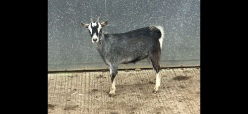 PYGMY DOELING GOAT