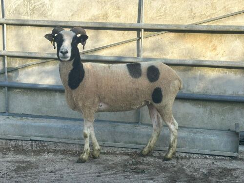2YO JACOB 4T EWE
