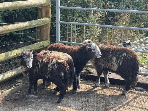4 HERDWICK RAM LAMBS BIDS PER LIFE