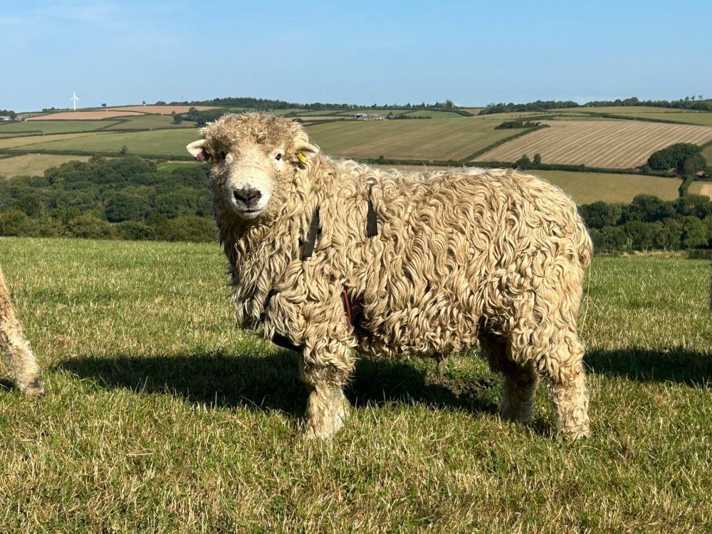 2T GREY FACE DARTMOOR RAM