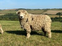 2T GREY FACE DARTMOOR RAM